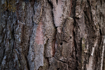 bark of a tree