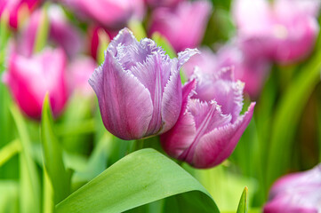 blooming purple tulips with frilled petals in a vibrant green garden. A perfect representation of...
