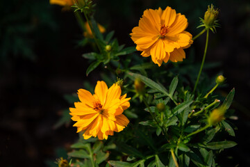 Beautiful cosmos flowers blooming in garden
