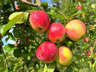 Apples fruis on tree in orchard after rain.