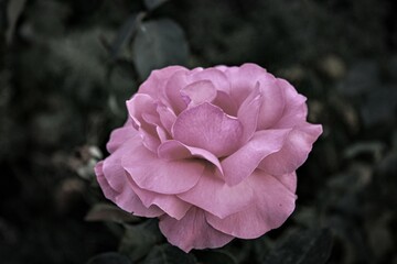 A delicate pink rose in full bloom, radiating elegance, grace, and subtle beauty. This image captures the soft hues and intricate details of this timeless symbol of admiration and gentle love.