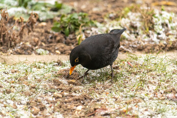 blackbird