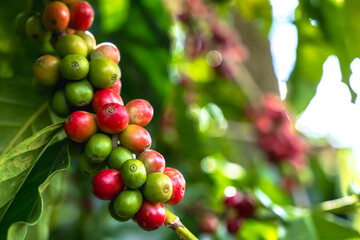 Close up fresh ripe coffee cherries on tree in coffee plantations