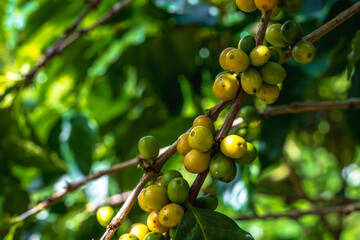 Close up fresh coffee cherries on tree in coffee plantations
