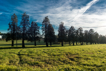 filare di alberi in controluce