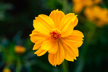 Beautiful cosmos flowers blooming in garden