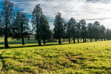 alberi di cipressi