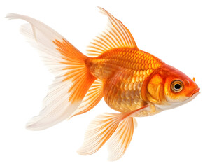 gold fish pet animal isolated on white