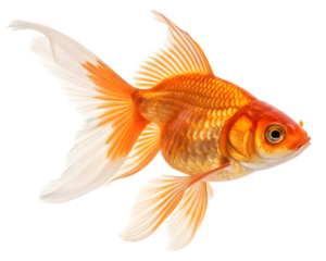 gold fish pet animal isolated on white