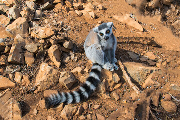 Obraz premium Ring-tailed lemur sitting on the ground