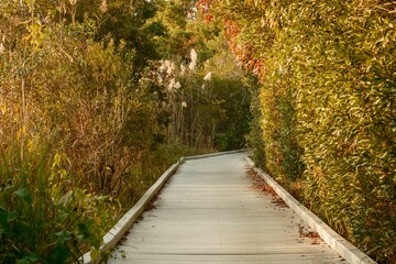A boardwalk trail through a wetland at Cape May Point State Park, New Jersey