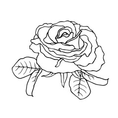Line sketch, rose flower outline. Simple botanical elements. Vector graphics.