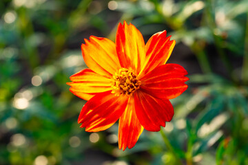 Beautiful cosmos flowers blooming in garden