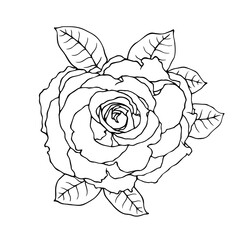 Line sketch, rose flower outline. Simple botanical elements. Vector graphics.