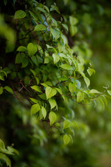 Obraz premium green leaves background