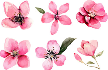set of pink flowers