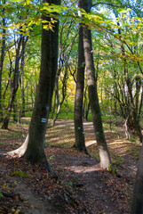 forest trail with tree markers

