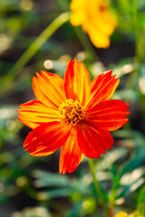 Beautiful cosmos flowers blooming in garden