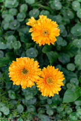 Closeup Gerbera flower or Barberton daisy flower blooming at the nature garden.