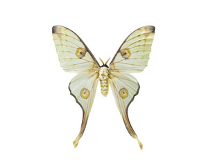 butterfly argema mittrei isolated on white background