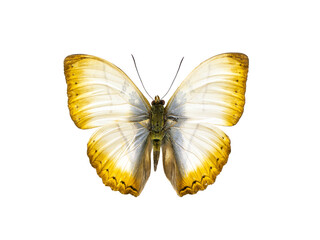 butterfly cymothoe reinholdi isolated on white background