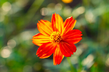 Beautiful cosmos flowers blooming in garden