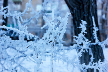 Multiple shrub branches covered with hoarfrost on a cold winter morning, showcasing intricate frost...