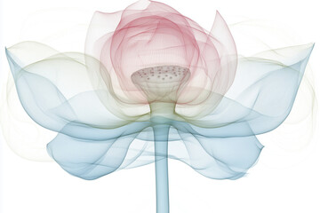 Lotus Flower on White