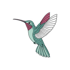 hummingbird vector art and illustration