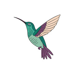 hummingbird vector art and illustration