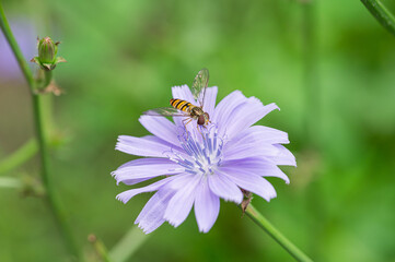 Close-up of Syrphid Fly Collecting Nectar on a Purple Chicory Flower in a Green Meadow