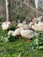 Ducks Free Range on Grass Homestead Pasture.