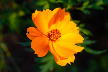 Beautiful cosmos flowers blooming in garden