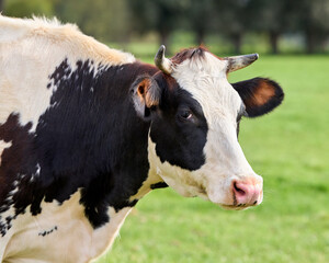 Close up head shot of black white cow on meadow
