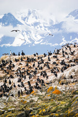 A rocky island full of cormorants in the Beagle Channel, Ushuaia, Argentina