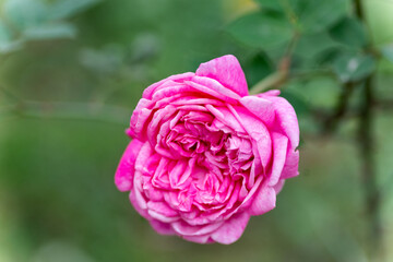 Beautiful close up rose on a green or black background.