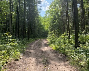 Fototapeta premium Sunlit dirt road winds through lush green forest.