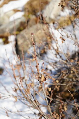 snow covered branches