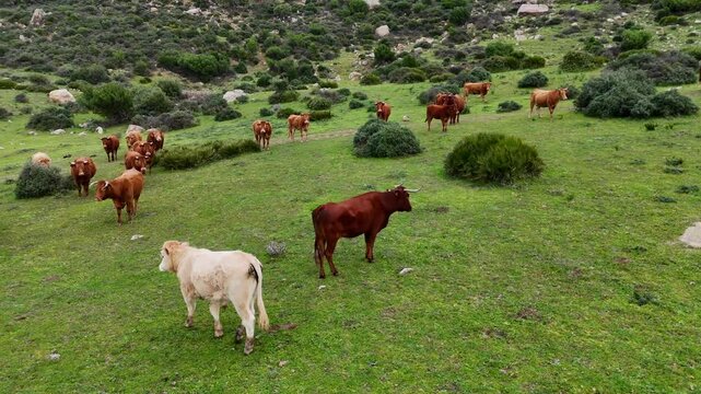 K&uuml;he auf einer gr&uuml;nen Wiese in Andalusien, gefilmt mit einer Drohne. Die Tiere grasen und bewegen sich frei in der offenen Landschaft. Im Hintergrund sind sanfte H&uuml;gel und ein blauer Himmel zu sehen.