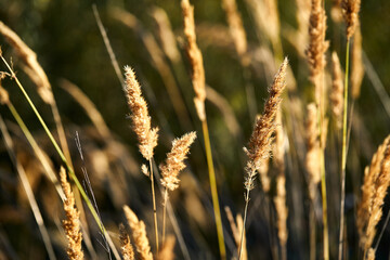 Fototapeta premium Withered yellow reeds swaying in the wind at sunset