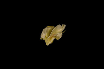 Crumpled yellow sticky note, resembling a ball of paper ready to be discarded, placed against a black background.