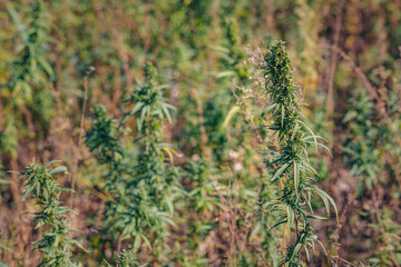 Close-up of vibrant green plant reminiscent cannabis thriving in a summer garden, showcasing their fresh leaves