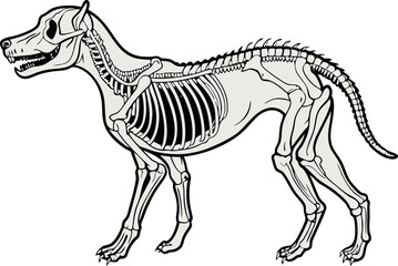 Dog skeleton standing showing bones and anatomy
