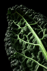 Fototapeta premium Close-up of a cavolo nero leaf