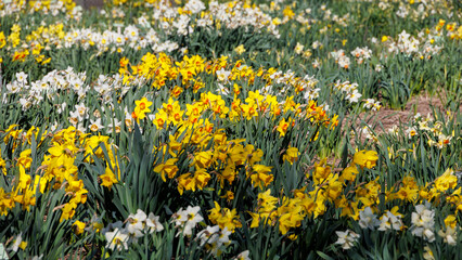 Obraz premium A field with various daffodils in bloom in spring in the Netherlands, Limmen, 28 March 2024