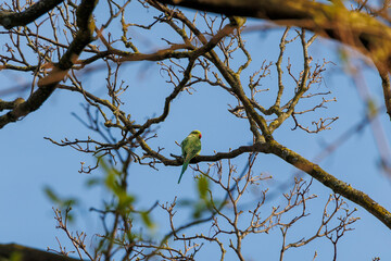 A band-tailed parakeet as a neozoon on the bare branches of a tree in the Dutch city of Delft