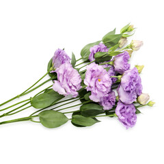Beautiful violet eustoma flowers with green leaves isolated on white, top view