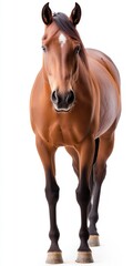 Obraz premium A brown horse stands in front of a white background. The horse is the main focus of the image, and it is looking straight ahead. The white background provides a stark contrast to the brown horse