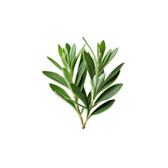 Obraz premium rosemary on white background