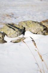 wheat in the snow
